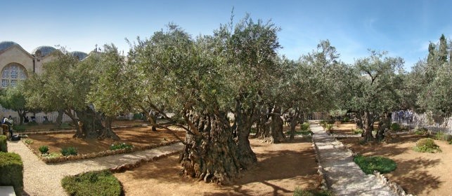 huerto de los olivos