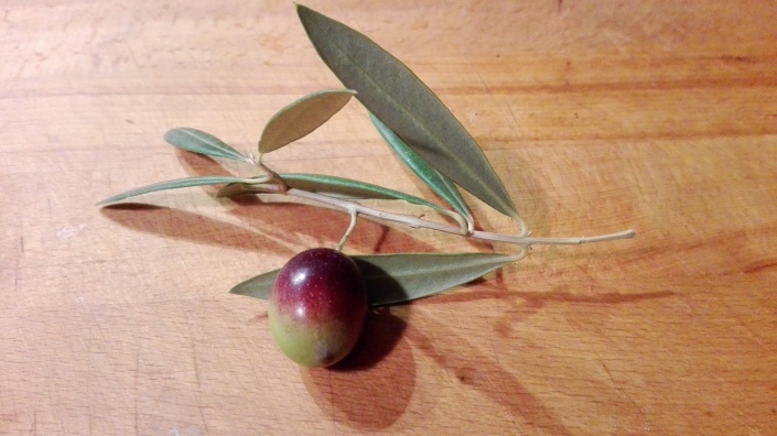 Los colores de la aceituna