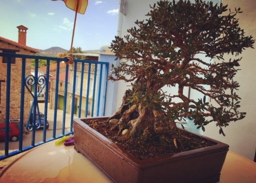 Mi bonsái es un olivo