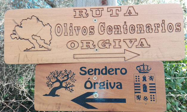 Un paseo por las Alpujarras y sus olivos centenarios