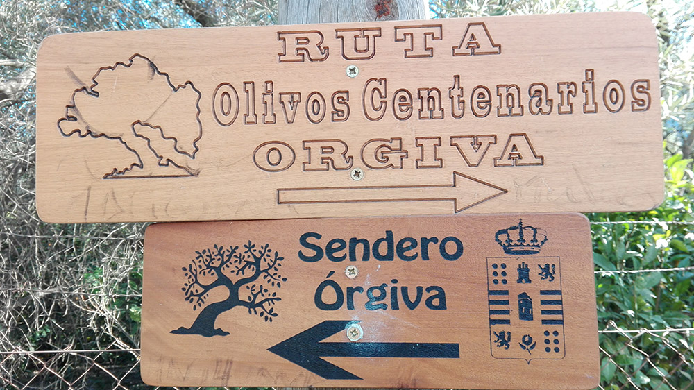 Un paseo por las Alpujarras y sus olivos centenarios