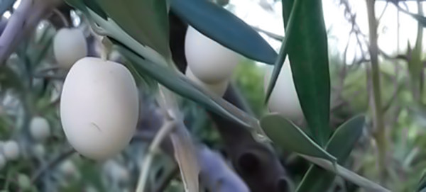 Aceitunas albinas