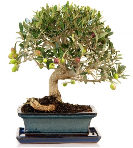 Bonsai Olivo