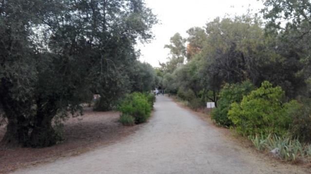 Calles del olivar