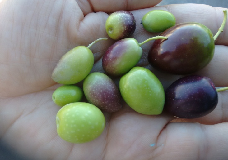 Variedades de aceituna