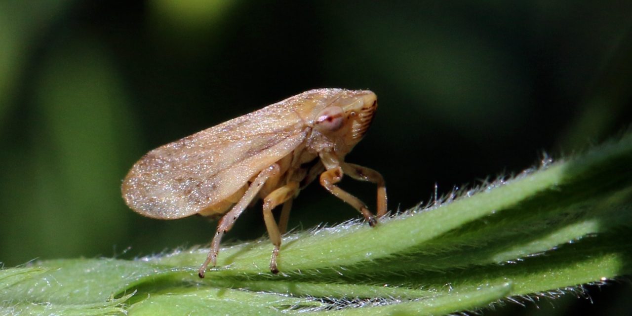 Xylella Fastidiosa, un problema de todos