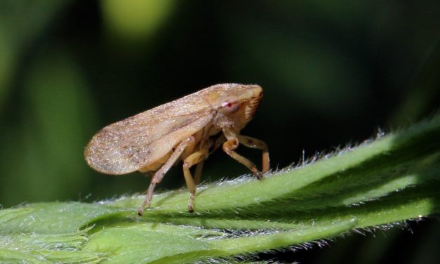 Xylella Fastidiosa, un problema de todos