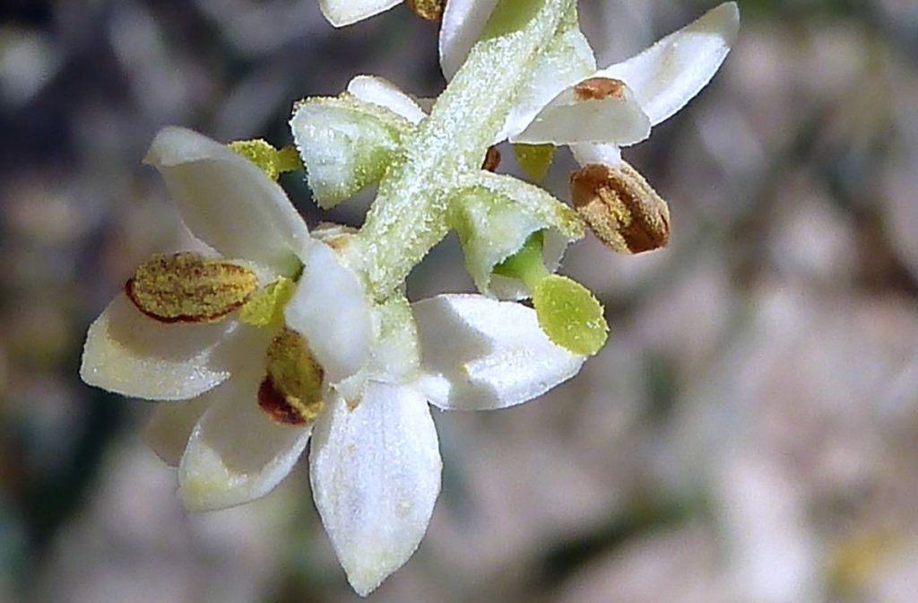 Flor de Olivo Rapa