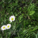 Aceite de Oliva Virgen Extra Ecológico ¿Qué significa esto?