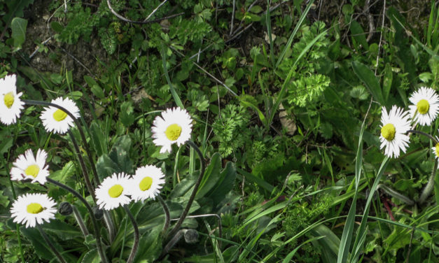 Aceite de Oliva Virgen Extra Ecológico ¿Qué significa esto?