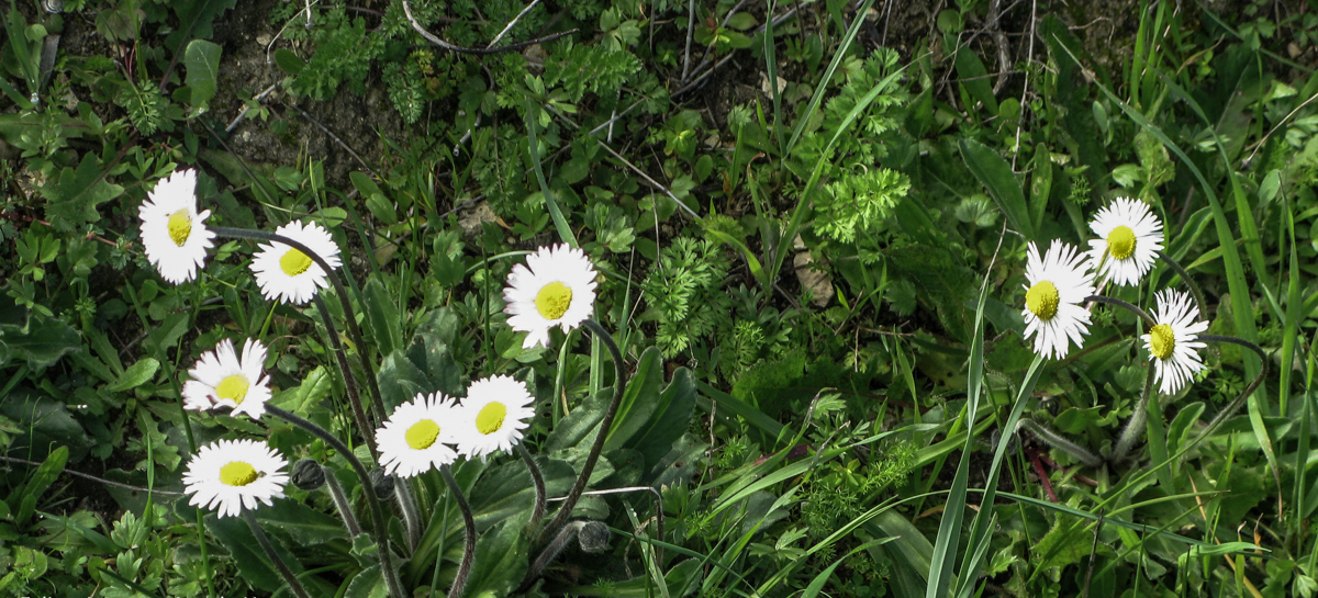 Aceite de Oliva Virgen Extra Ecológico ¿Qué significa esto?