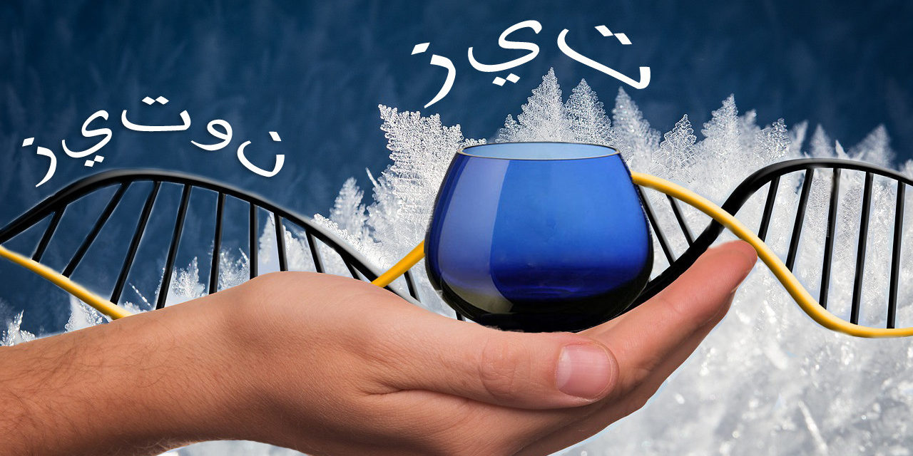 Aceite y Olivo: Curiosidades y Anécdotas II