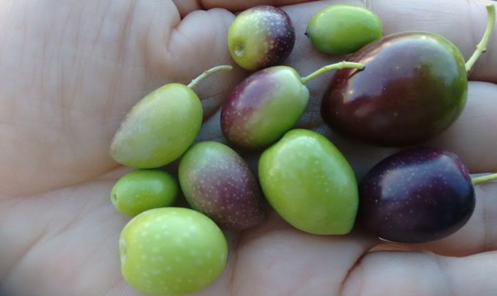 Variedades de aceituna